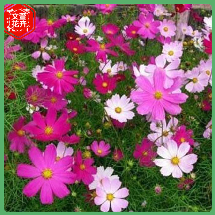 长势喜人 山东波斯菊 波斯菊种植基地