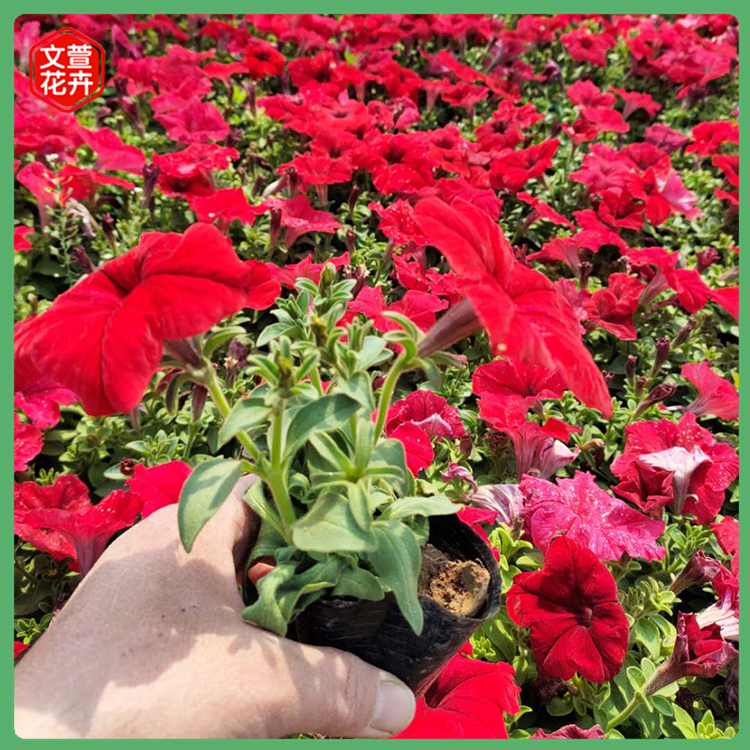 大红牵牛 山东草花 庭院花卉