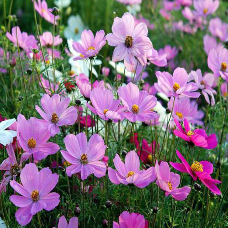 宿根波斯菊 山东波斯菊培育
