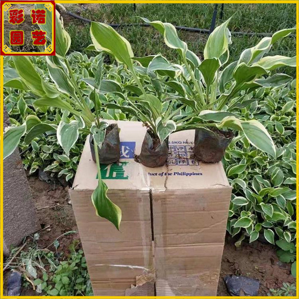  耐寒耐阴花卉白鹤仙 盆栽多芽花苗 金边玉簪花叶玉簪带土小苗