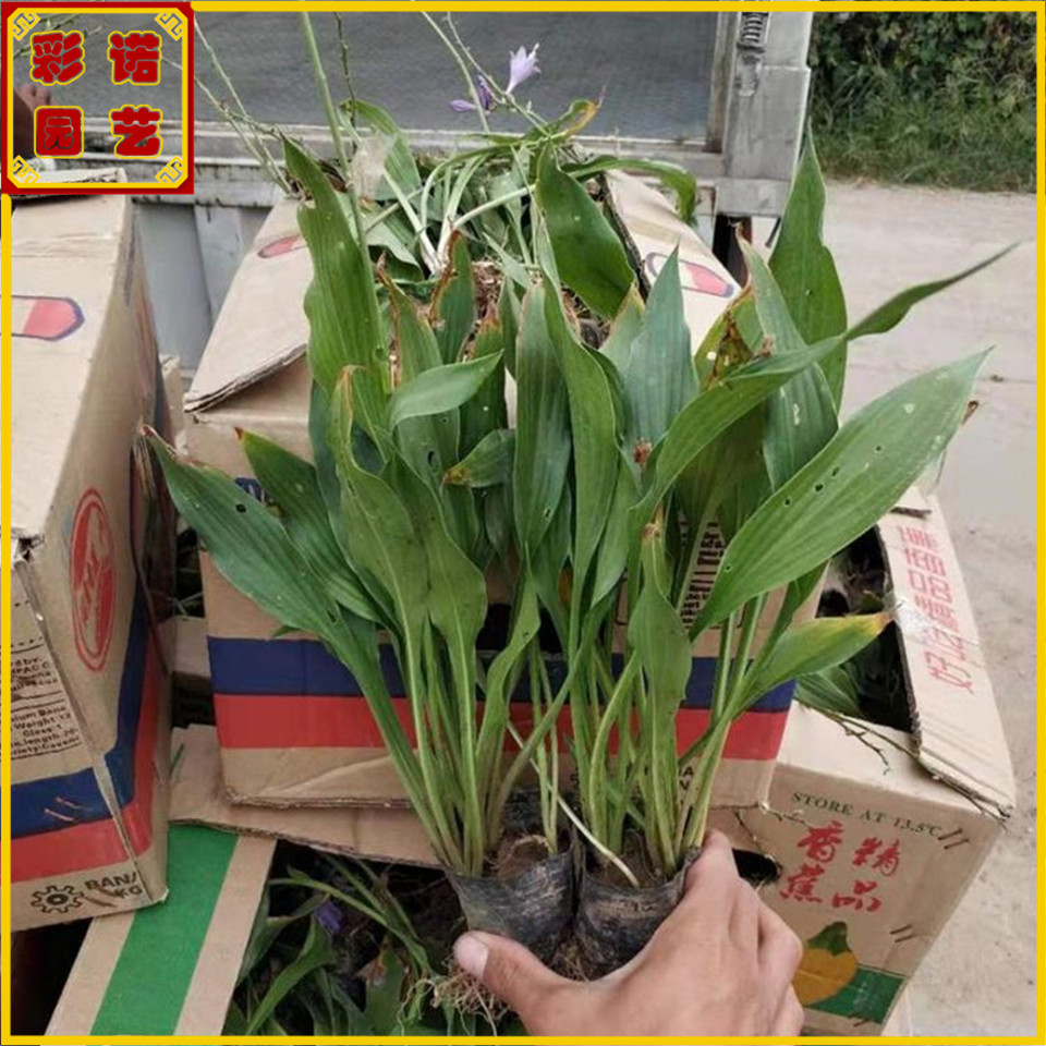 基地供应玉簪小苗 山东彩诺花海景观 白花玉簪绿化苗 