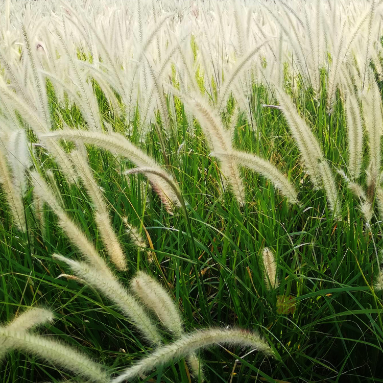 供应狼尾草小苗 狼尾草种植户 夏杰花卉