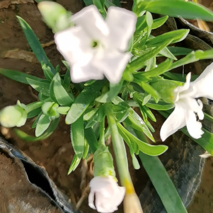 白花欧石竹价格 双亚白花欧石竹种植基地大量供应