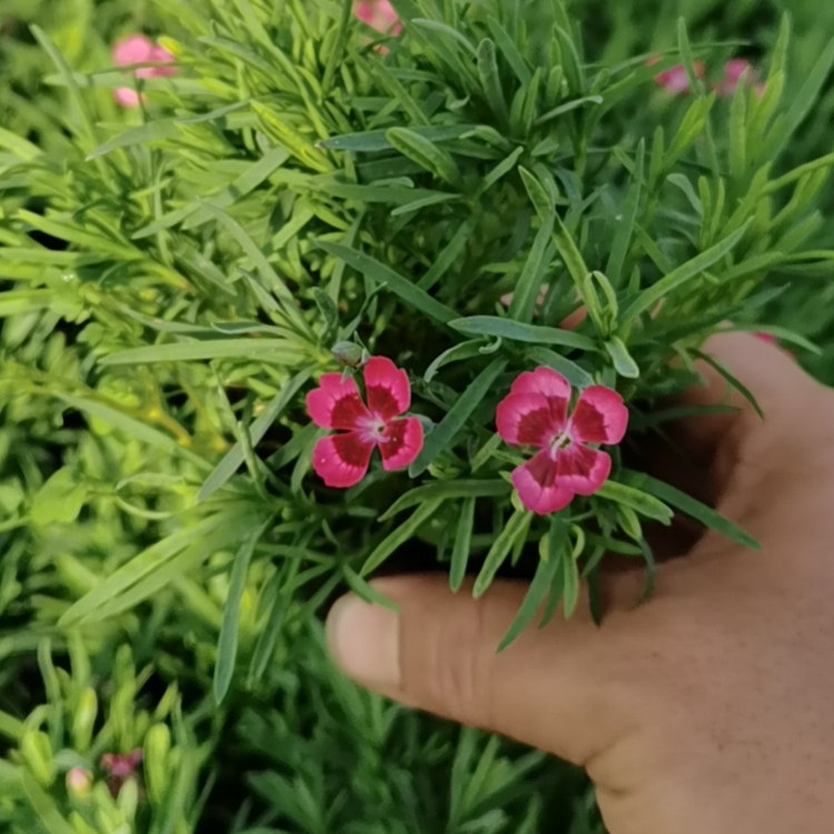 多年生草本植物欧石竹焰火小苗价格 山东欧石竹基地批发