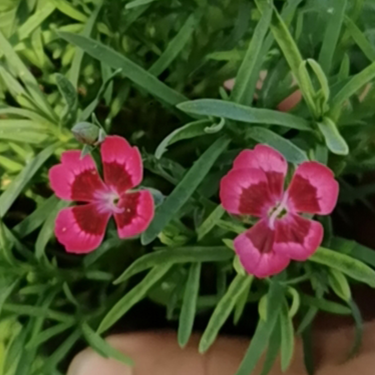 欧石竹焰火小苗价格  多年生草本植物  焰火欧石竹报价