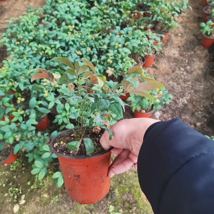 火焰南天竹小苗价格 远创火焰南天竹小苗 来电咨询