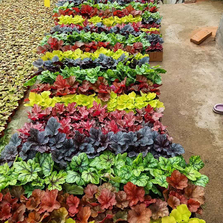 远创批发矾根小苗 矾根小苗种植基地 大量供应