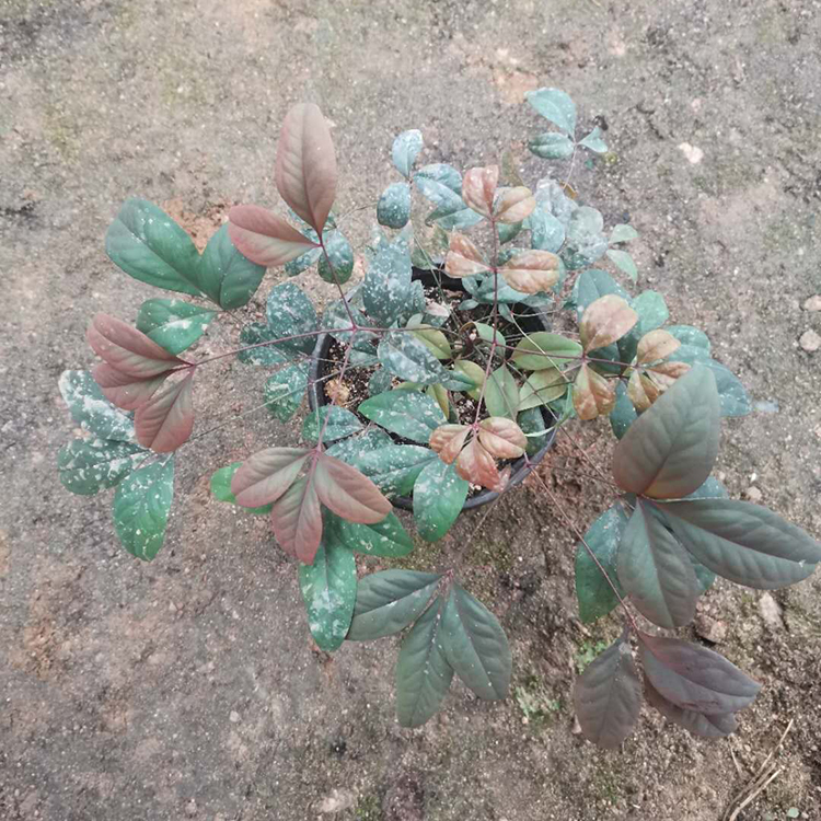 远创种植南天竹小苗 南天竹小苗批发基地 大量供应
