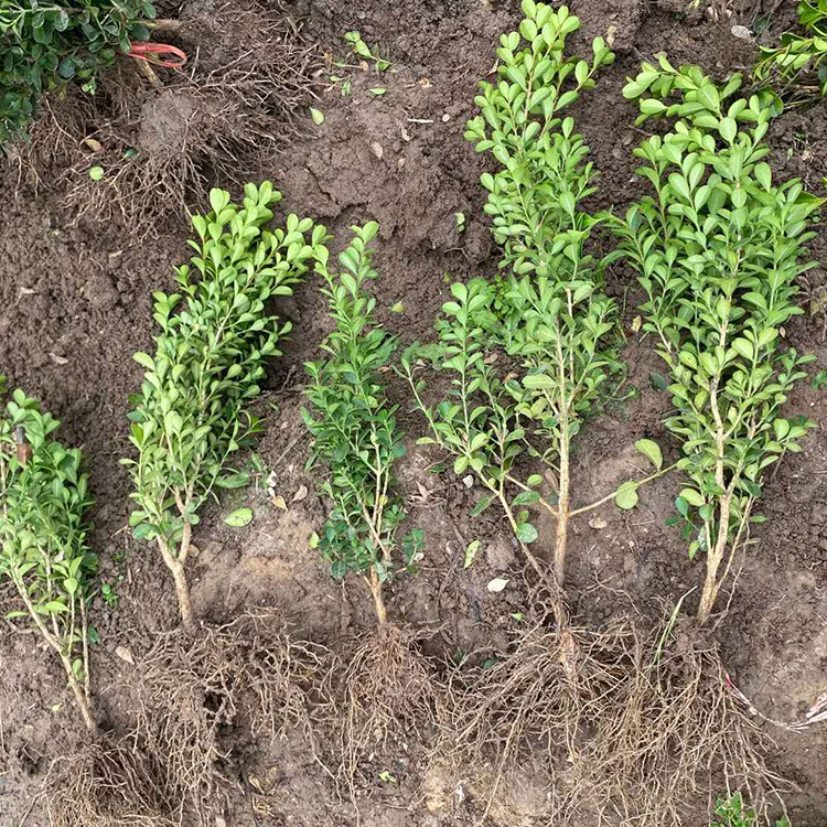 地栽瓜子黄杨供应 远创种植地栽瓜子黄杨 量大价优