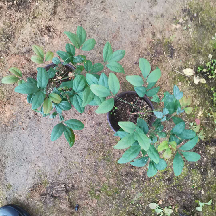 火焰南天竹小苗价格 远创火焰南天竹小苗 来电咨询
