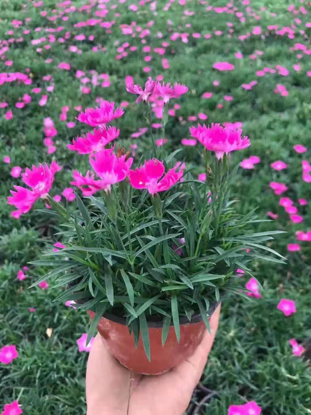 四季常青欧石竹