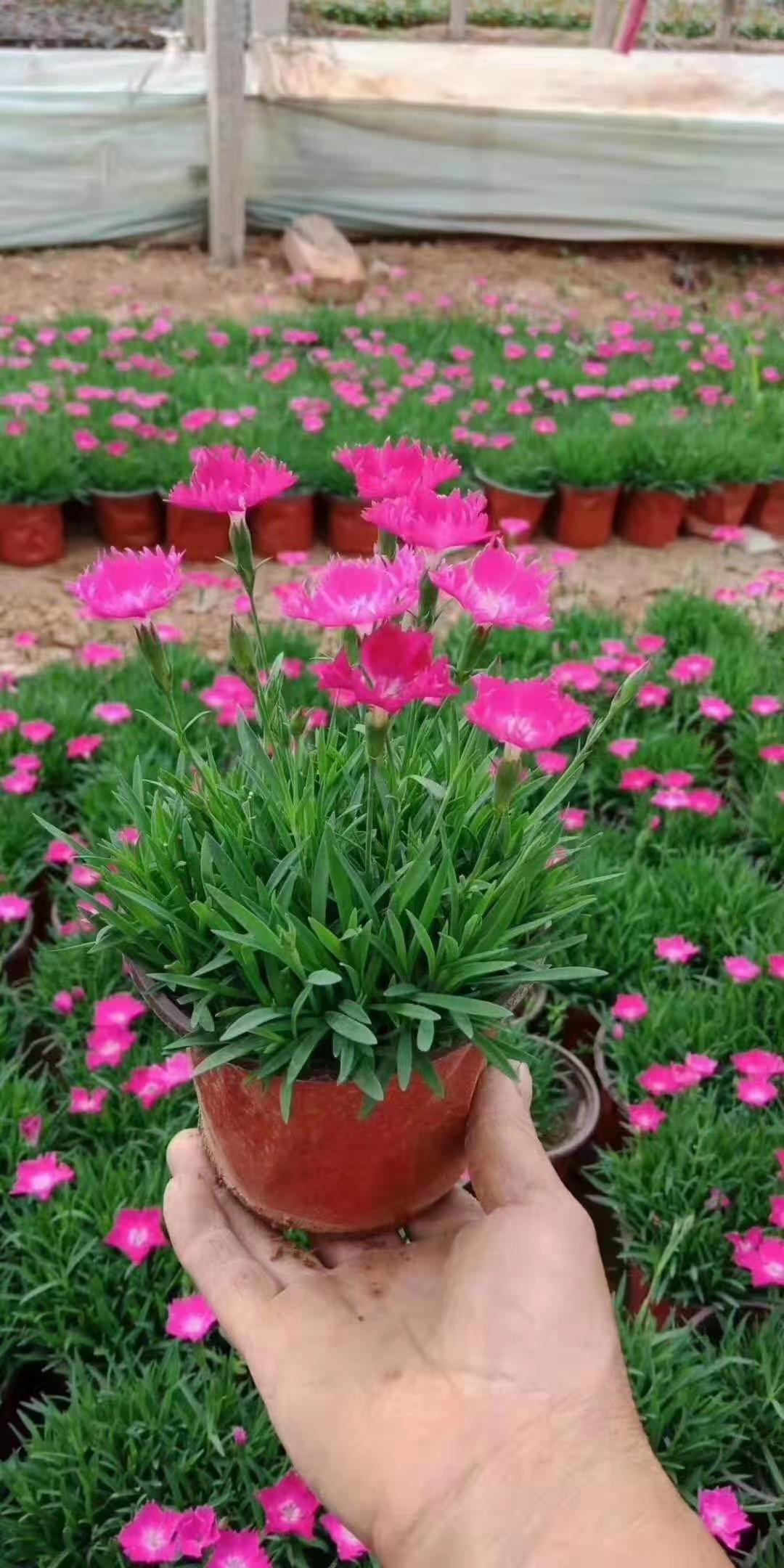 欧石竹基地