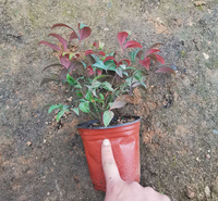 南天竺种植基地 远创南天竺 大量供应