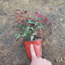 南天竺种植基地 远创南天竺 大量供应