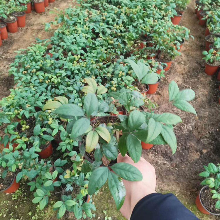 火焰南天竹杯苗 山东火焰南天竹报价 欢迎来电