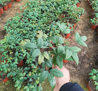 火焰南天竹杯苗 山东火焰南天竹报价 欢迎来电