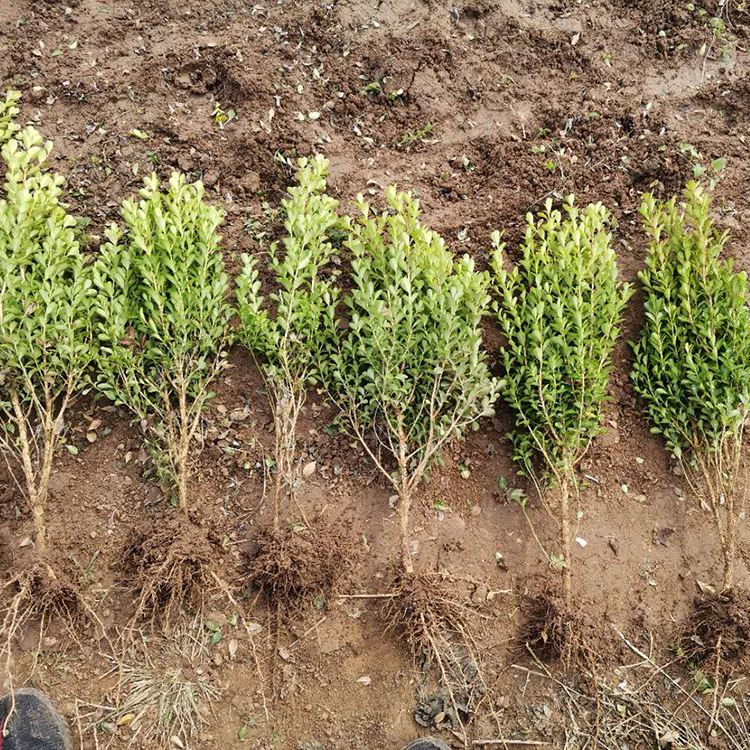 远创种植地栽瓜子黄杨 地栽瓜子黄杨批发基地 来电咨询