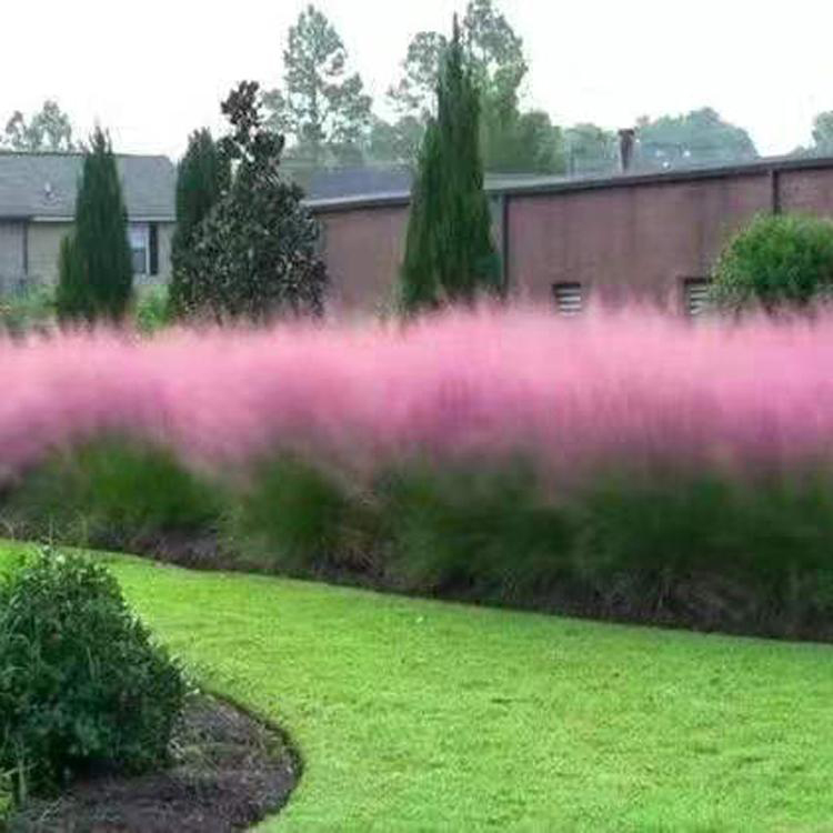 绿化用粉黛乱子草 青州草花 基地供应 粉黛乱子草报价