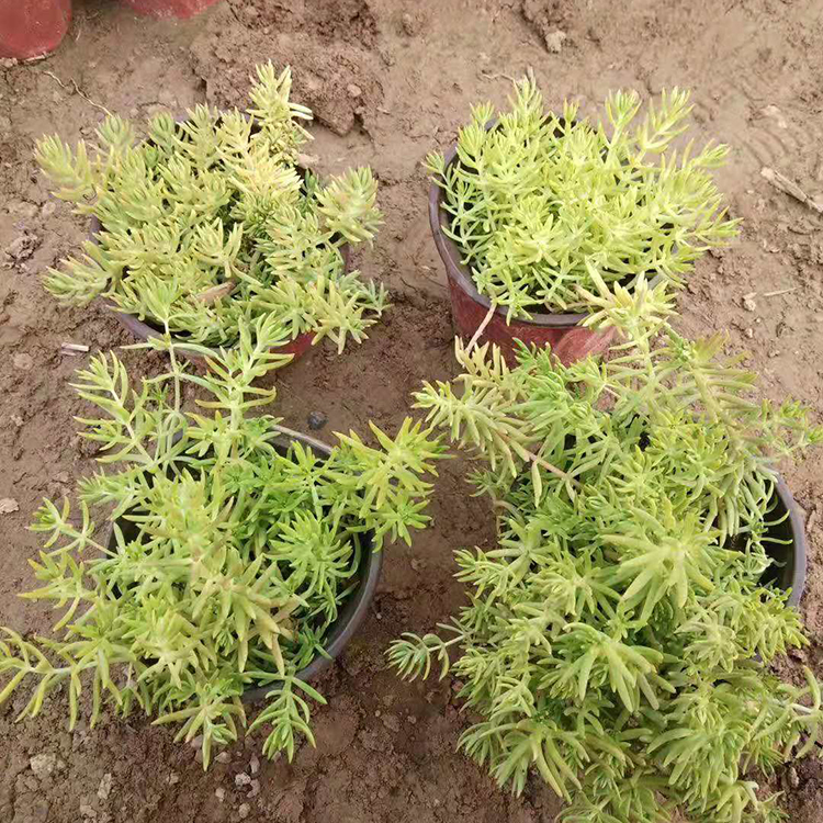 绿化佛甲草 草花花卉 佛甲草行情 好苗供应