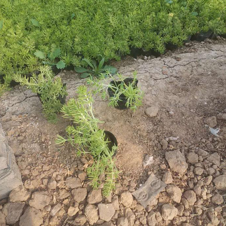 基地直售 绿叶佛甲草 青州草花 佛甲草行情