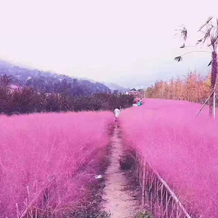 粉黛乱子草批发 花海观赏植物 草花种植基地 观赏效果佳