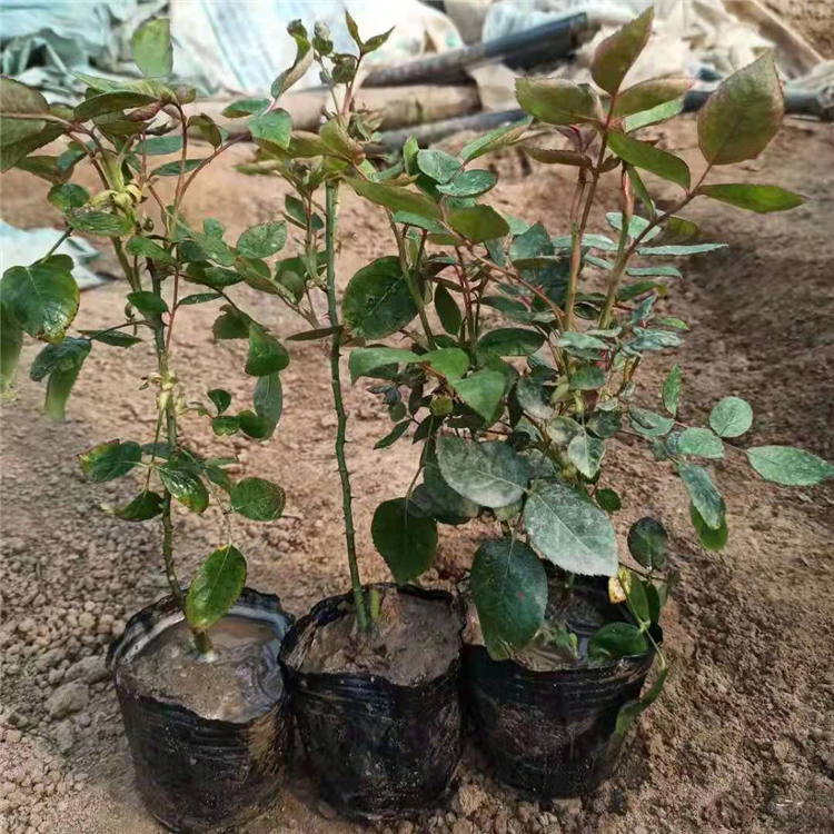 长势好 观赏月季 月季供应商 青州观赏月季