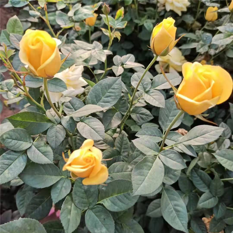 地被月季花 青州月季供货商 长势好