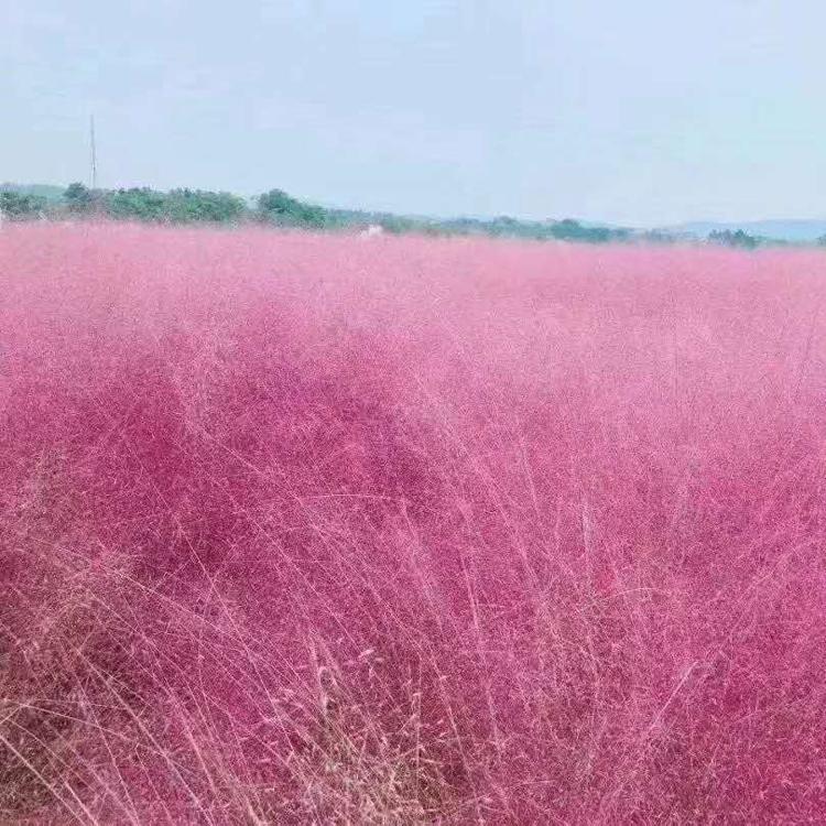 粉黛乱子草供货商 粉黛乱子草杯苗 青州草花 优惠多多