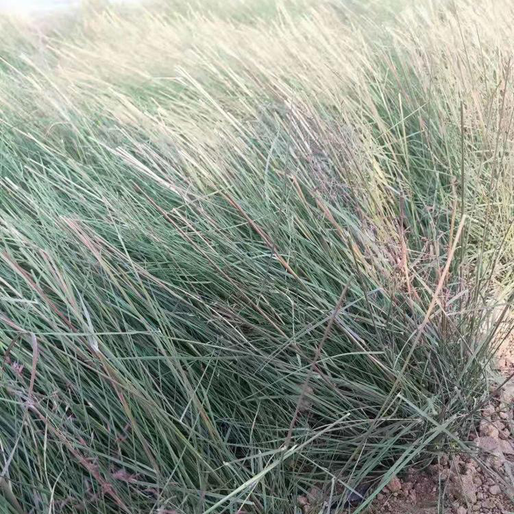 粉黛乱子草批发商 粉黛乱子草杯苗 青州草花 欢迎选购