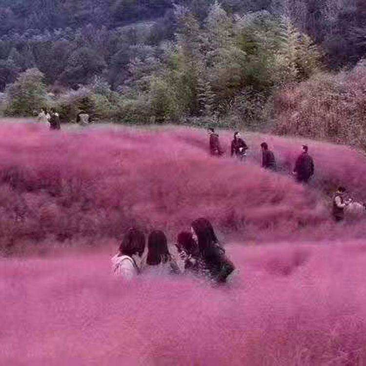 粉黛乱子草销售 粉黛乱子草小苗 青州草花 花农自营