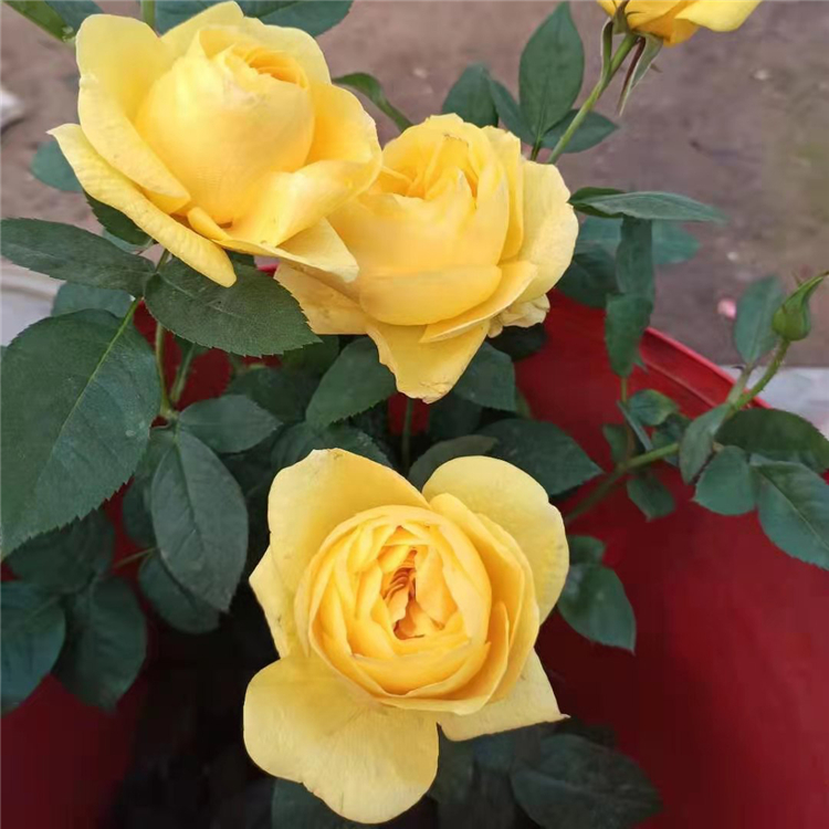 上盆月季花 山东月季种植基地 苗圃基地批发