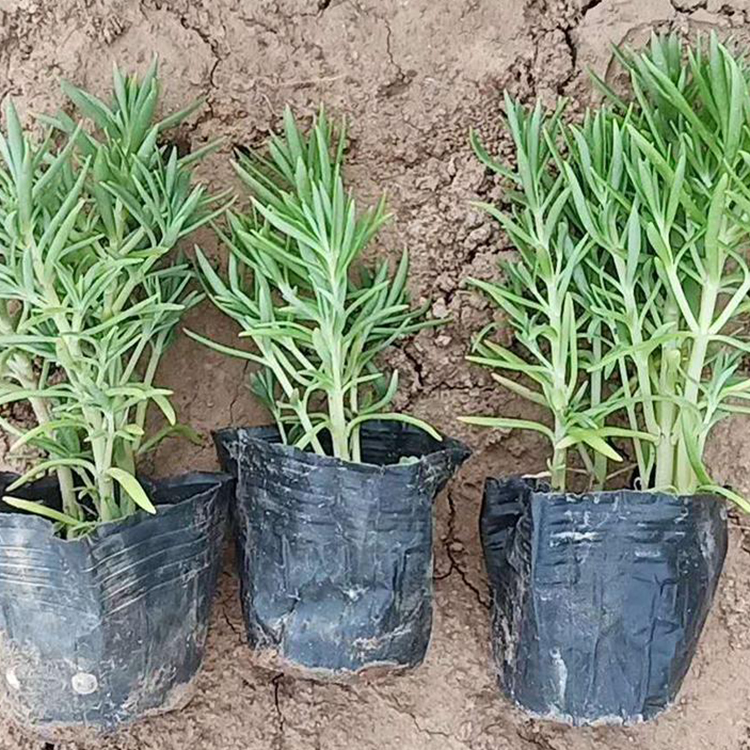 绿叶佛甲草 山东地被草花 佛甲草出售 悦达花卉苗木