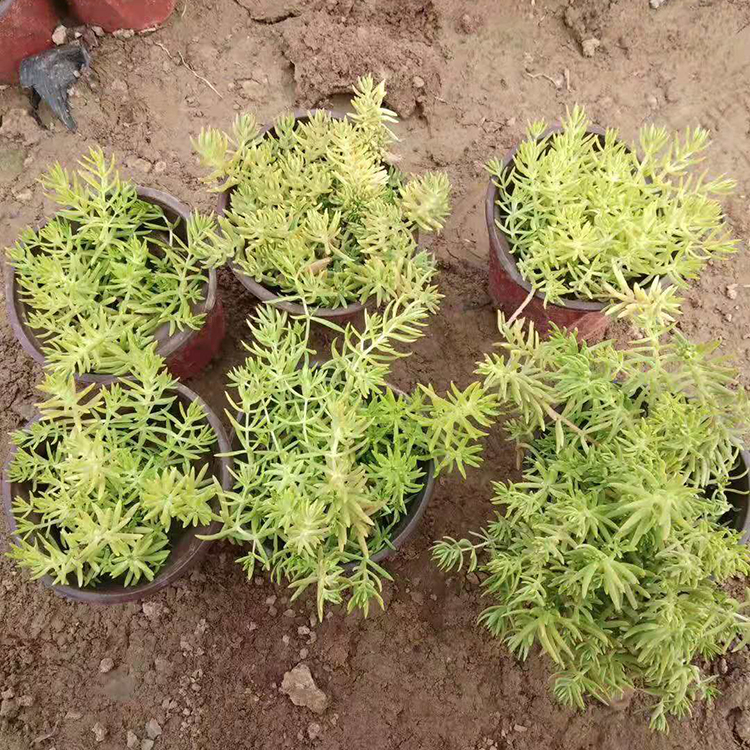 狗牙菜 草花花卉 佛甲草供货商 苗圃供应