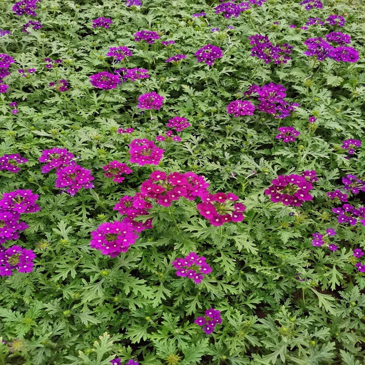 青州细叶美女樱基地 细叶美女樱价格  着花繁盛，花期长