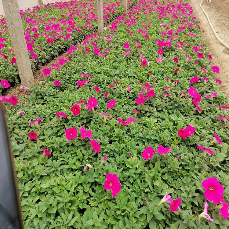 五彩牵牛花  矮牵牛报价  喜温暖阳光