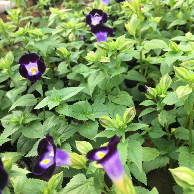 时令花卉矮牵牛  矮牵牛小苗  可用作花坛点缀