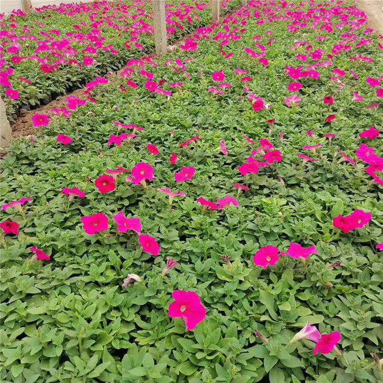 五彩牵牛花  矮牵牛报价  可用作花坛点缀