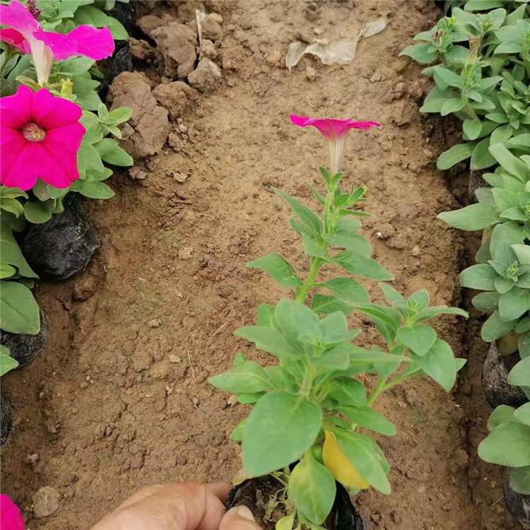 出售牵牛花  矮牵牛盆栽  花期长