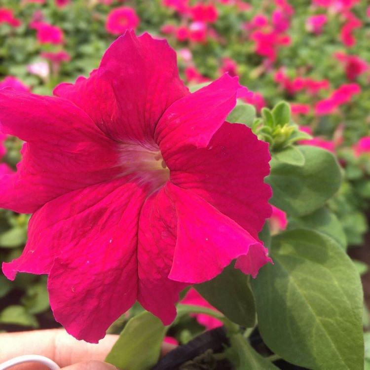 五彩牵牛花  矮牵牛小苗  可打造花海