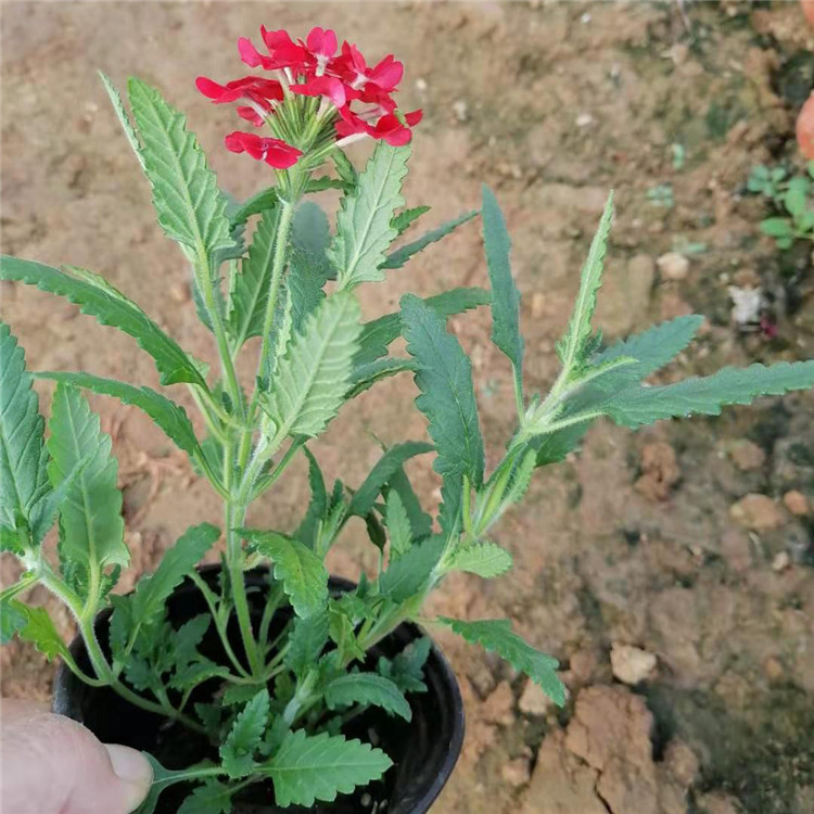 青州细叶美女樱基地 美女樱盆栽  着花繁盛，花期长