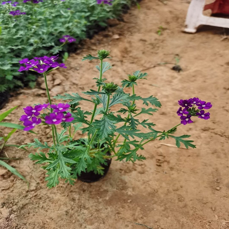 美女樱种植基地 美女樱价格  花坛，花境点缀用花