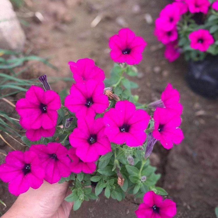 时令花卉矮牵牛  矮牵牛批发  生长旺盛