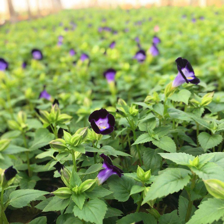 地被牵牛花  矮牵牛小苗  花期长