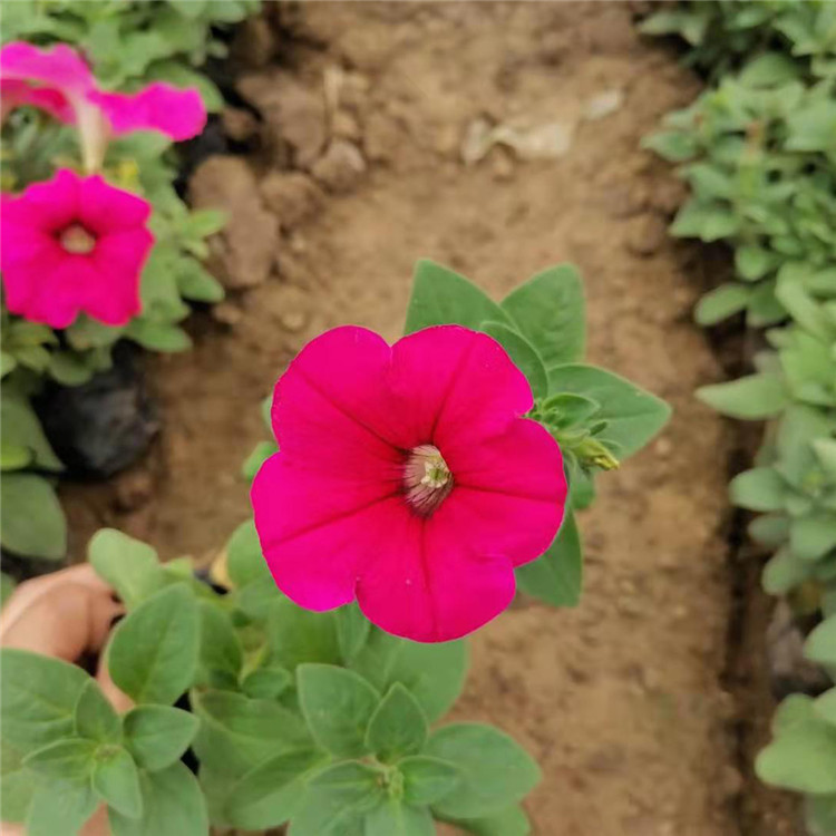 地被牵牛花  矮牵牛报价  可用作花坛点缀