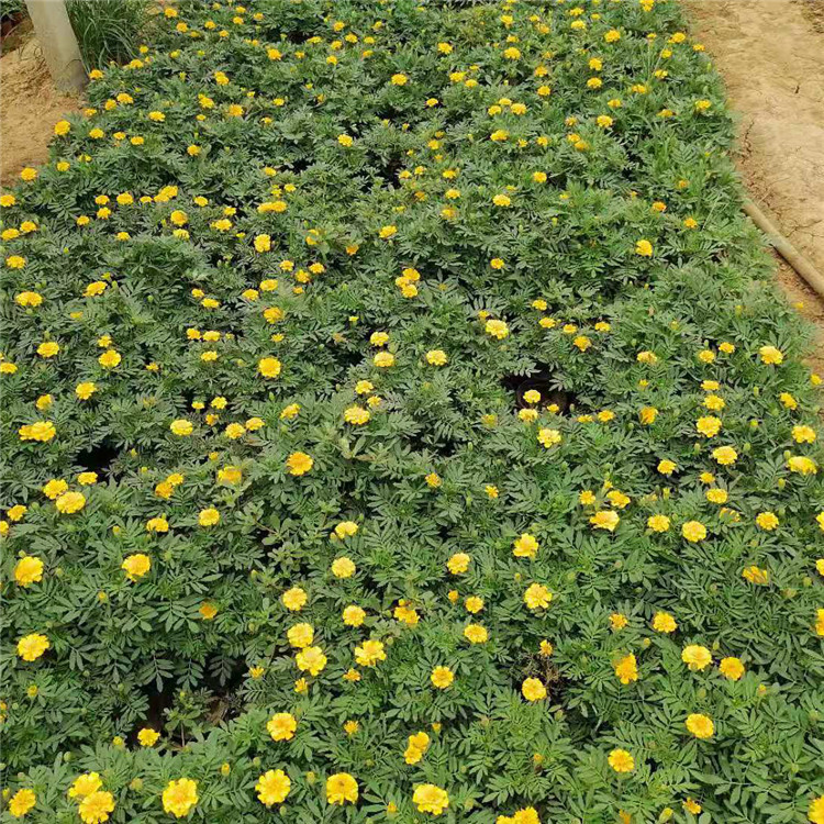 绿化观赏小苗万寿菊 万寿菊价格  万寿菊培育基地  