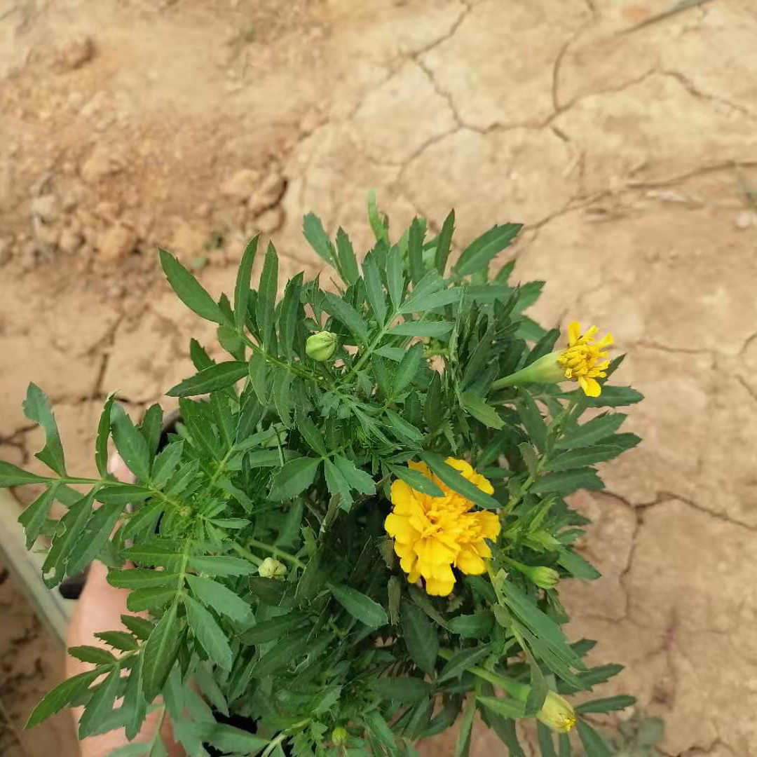 格圣  菊花种子  观赏草花