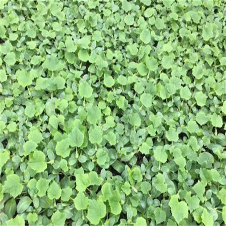 寿光温室种植抗病强黄瓜种苗    抗病强黄瓜种苗基地批发