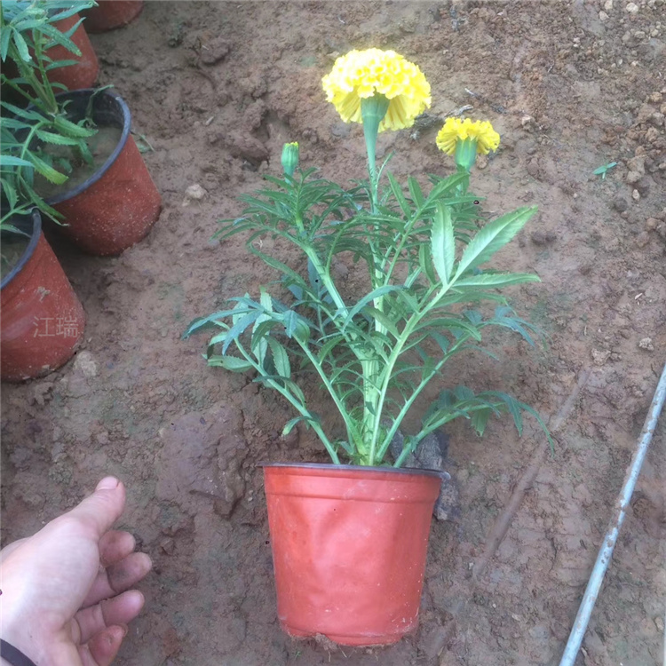 万寿菊价格 批发万寿菊 江瑞草花