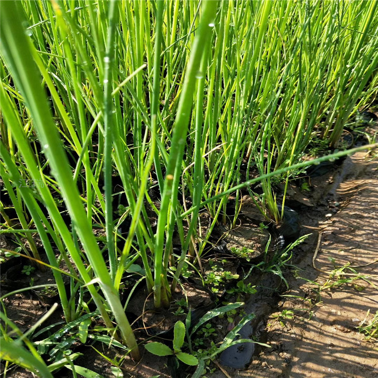 水葱批发 山东水葱基地 水葱价格 江瑞湿地绿化用苗专供