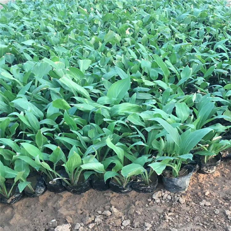 冠森  玉簪小苗  喜阴湿环境